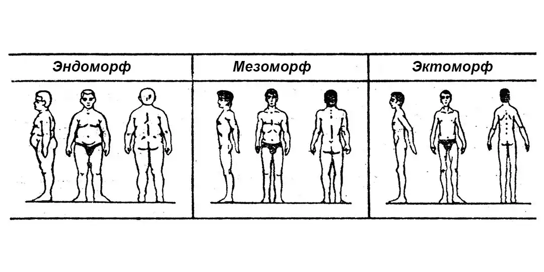 Конституциональные типы телосложения по Уильяму Шелдону (конституциональная теория темперамента Уильяма Шелдона)