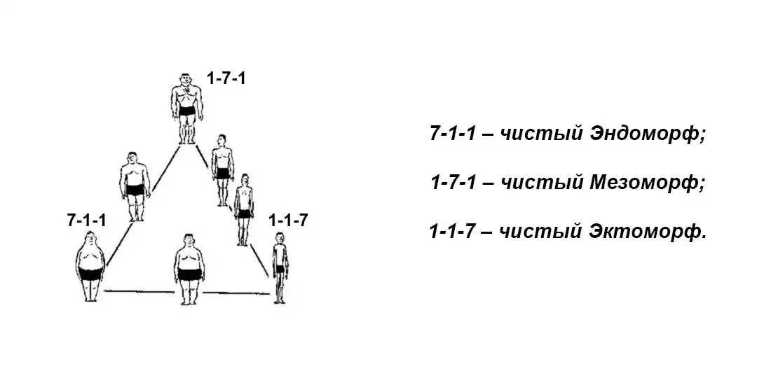 Соотношение физических свойств типов телосложения по Уильяму Шелдону