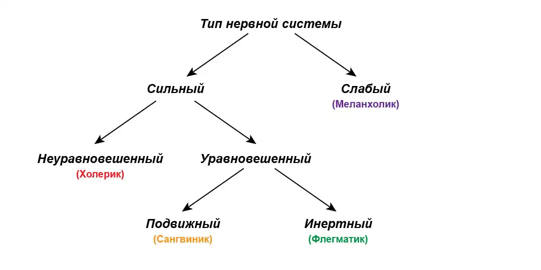 Тип нервной системы и тип темперамента по Ивану Петровичу Павлову